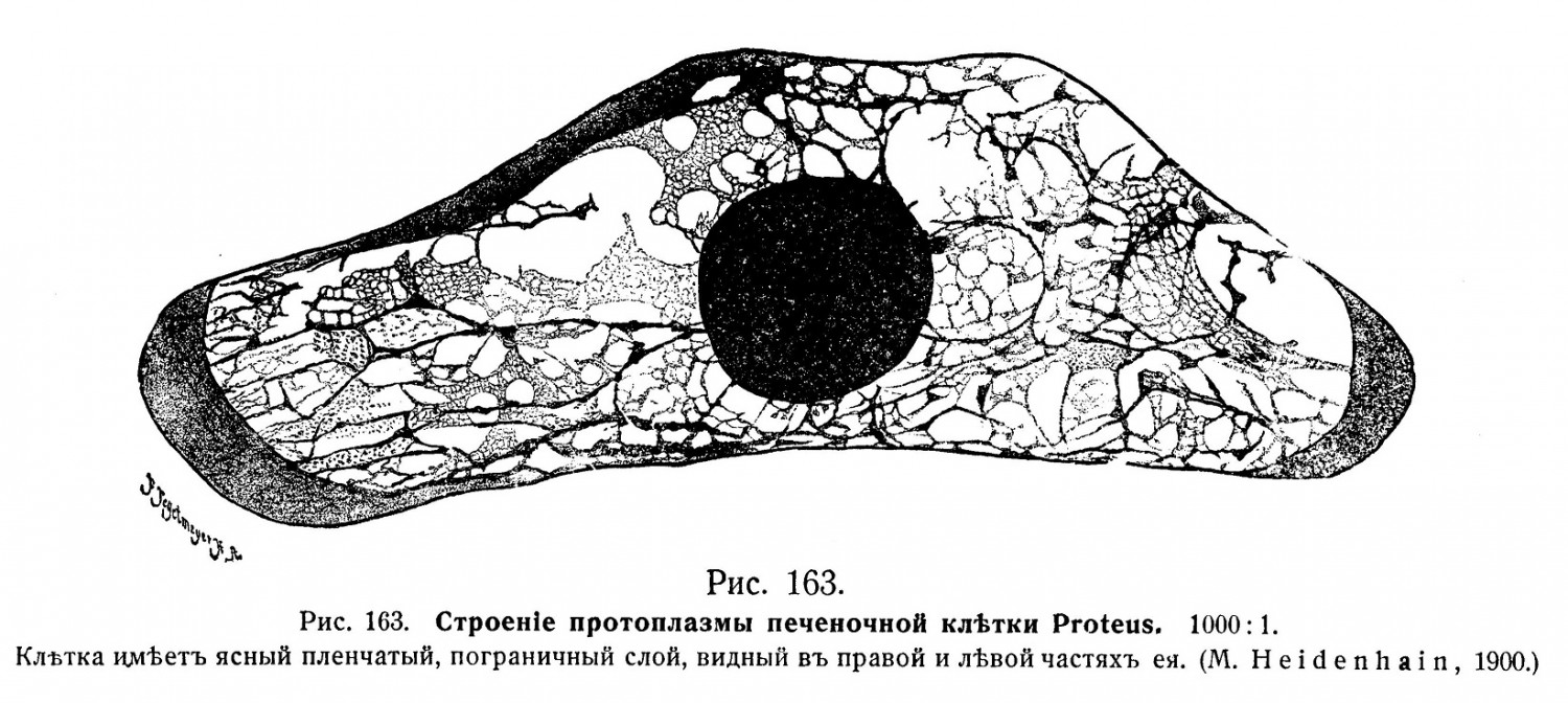 Строение протоплазмы печеночной клетки Proteus