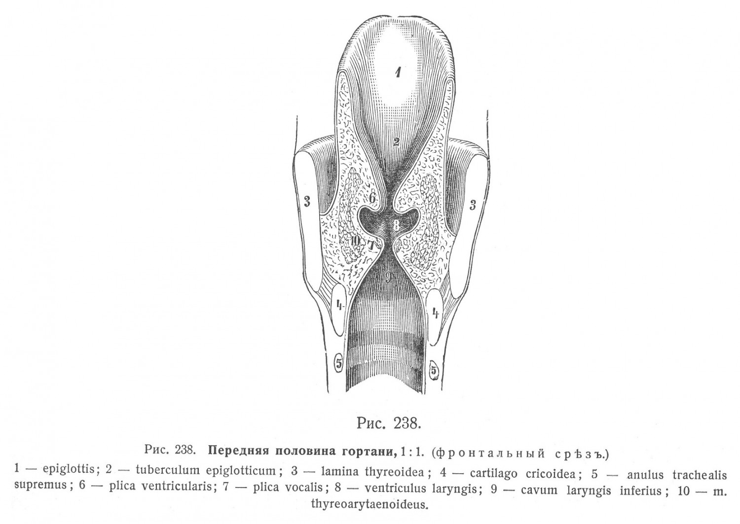 Слизистая оболочка гортани, tunica mucosa laryngis