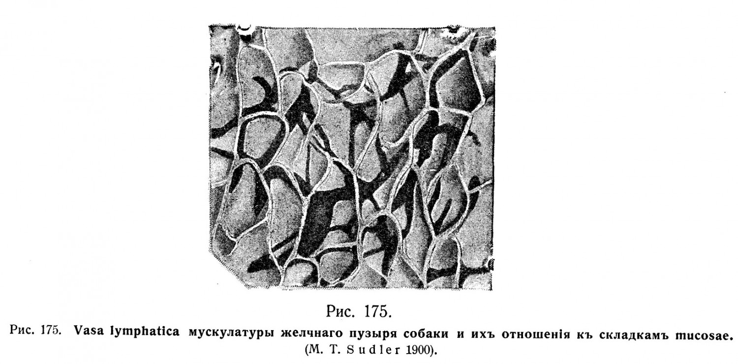 Vasa lymphatica мускулатуры желчного пузыря собаки