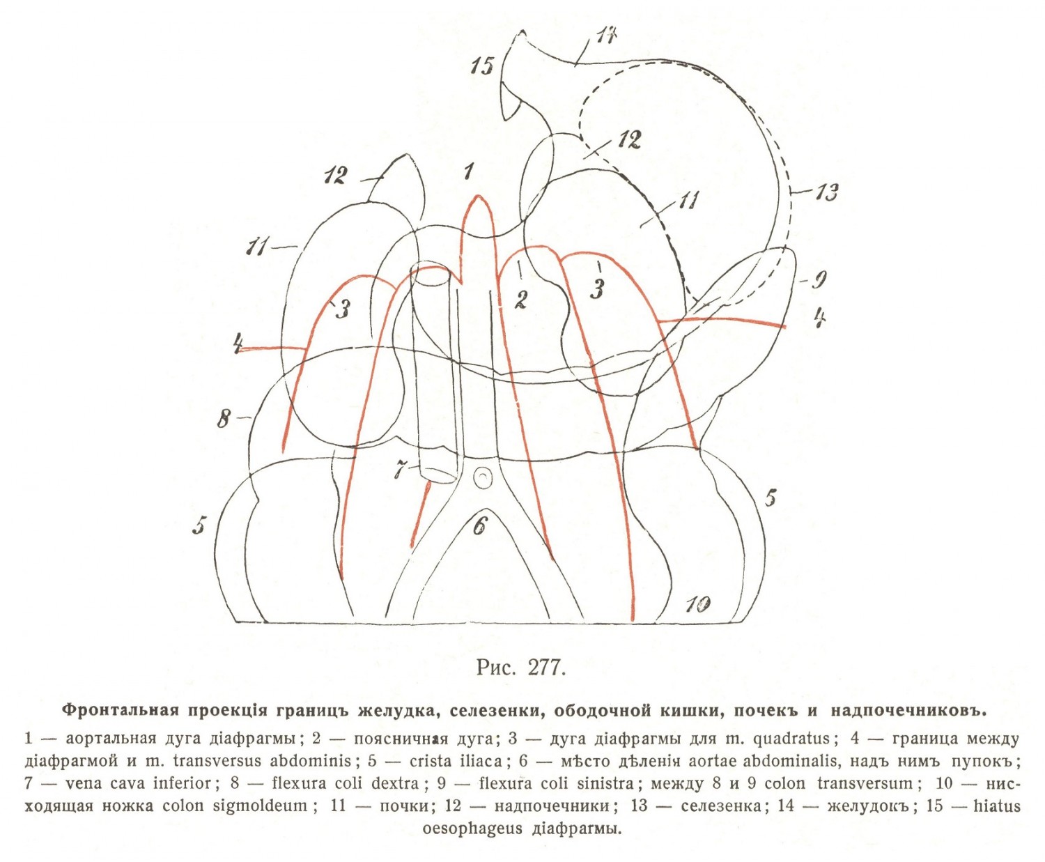 Фронтальная проекция границ желудка, селезенки, ободочной кишки, почек и надпочечников