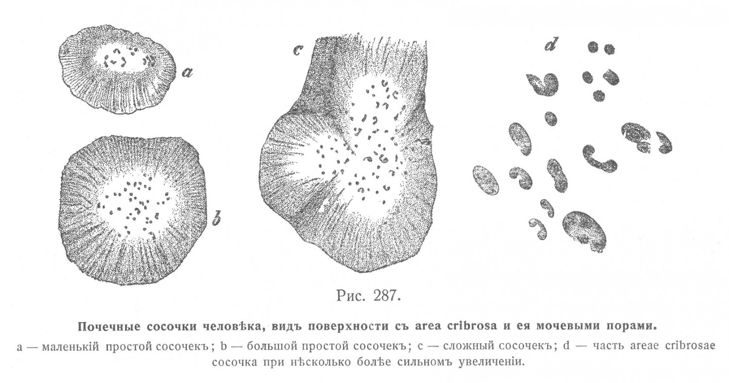 Почечные сосочки человека, вид поверхности с area cribrosa