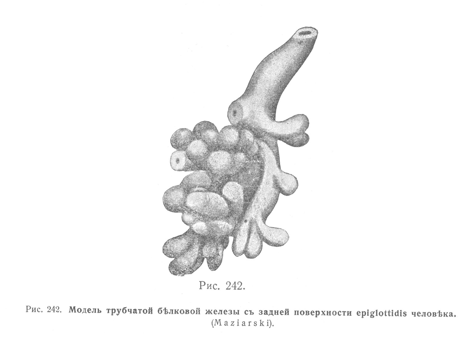 Модель трубчато-белковой железы с задней поверхности epiglottidis человека.