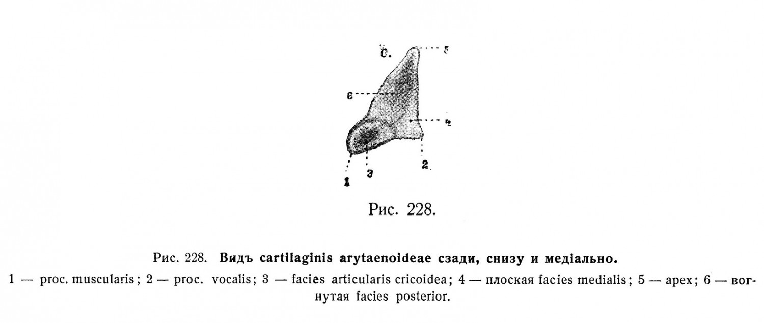 Вид cartilaginis arytaenoideae сзади, снизу и медиально