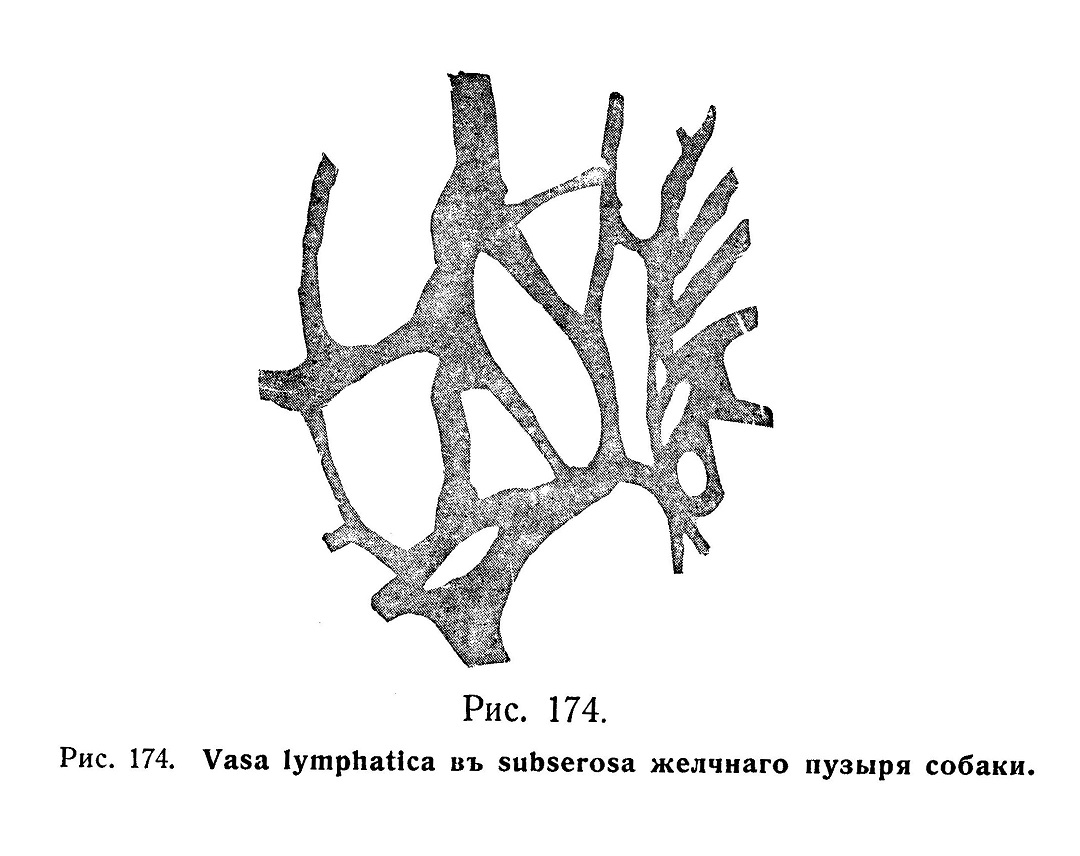 Vasa lymphatica в subserosa желчного пузыря собаки