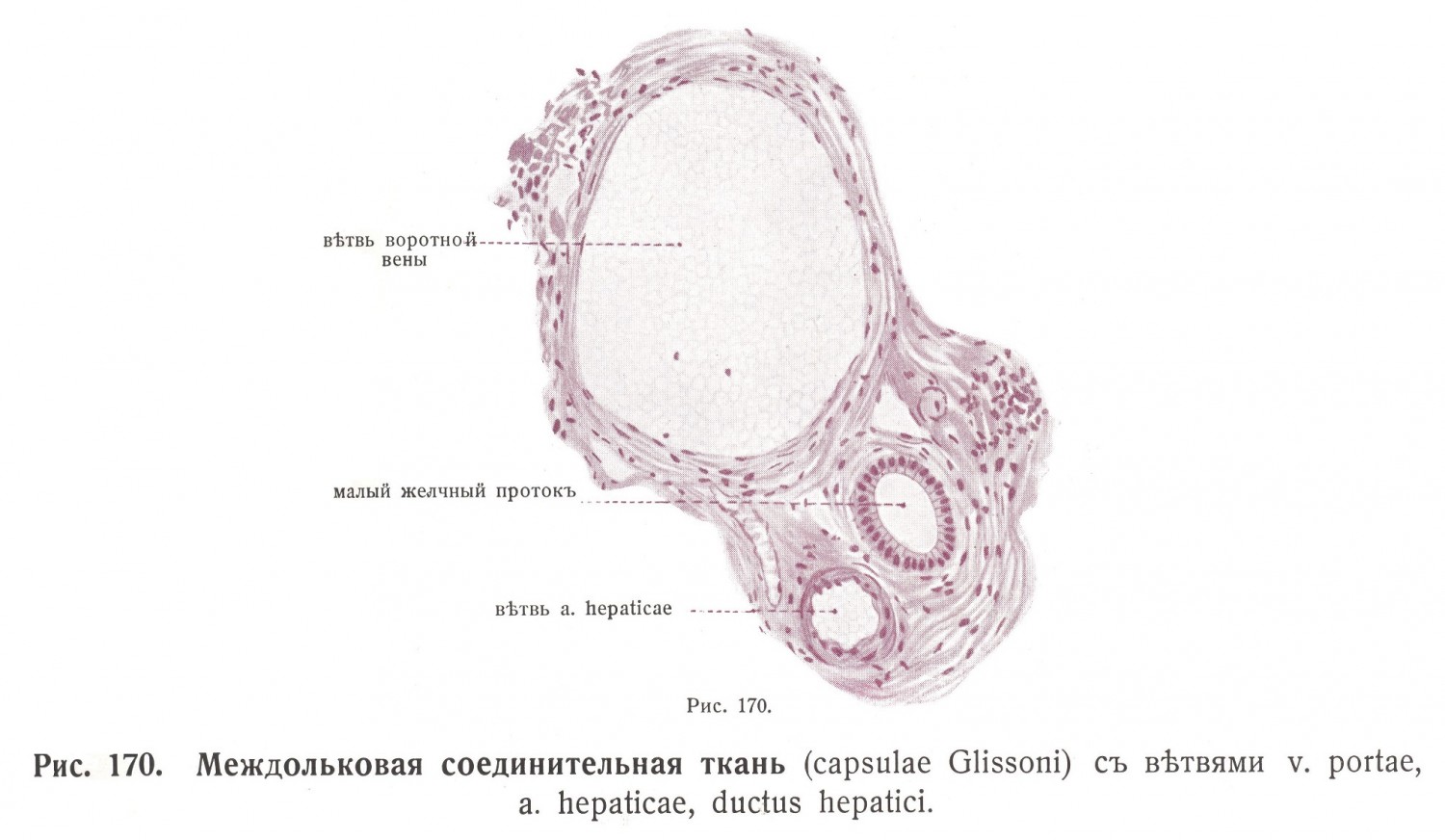 Междольковая соединительная ткань capsulae Glissoni