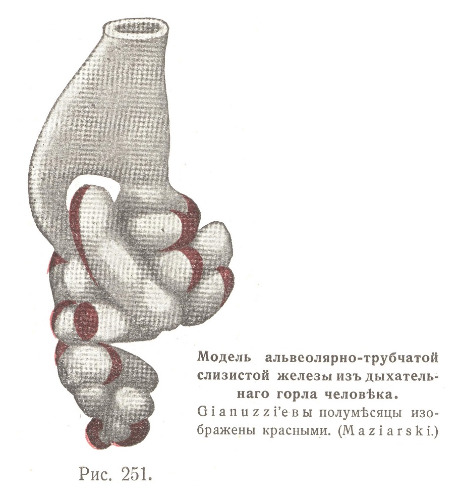 Модель альвеолярно-трубчатой слизистой железы из дыхательного горла