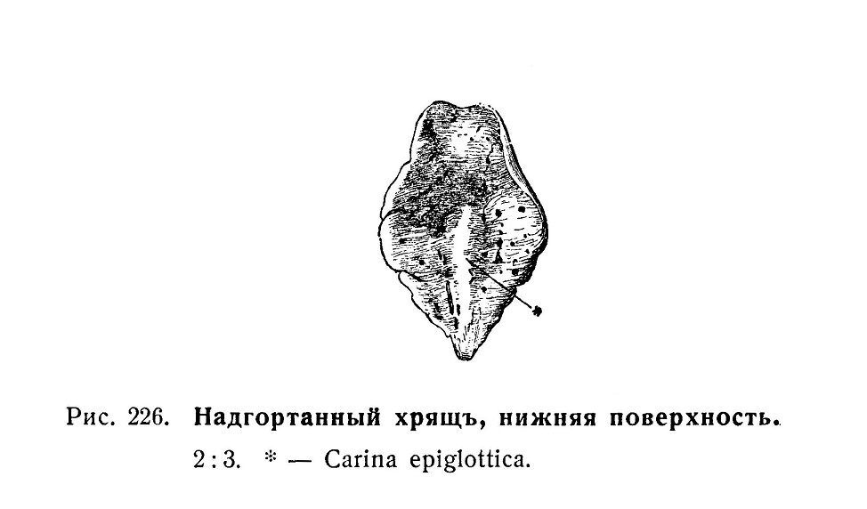 Надгортанный хрящ, cartilago epiglottica