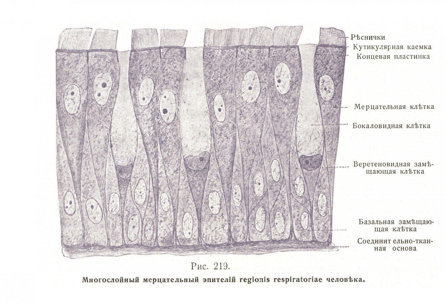 Многослойный мерцательный эпителий regionis respiratoriae человека