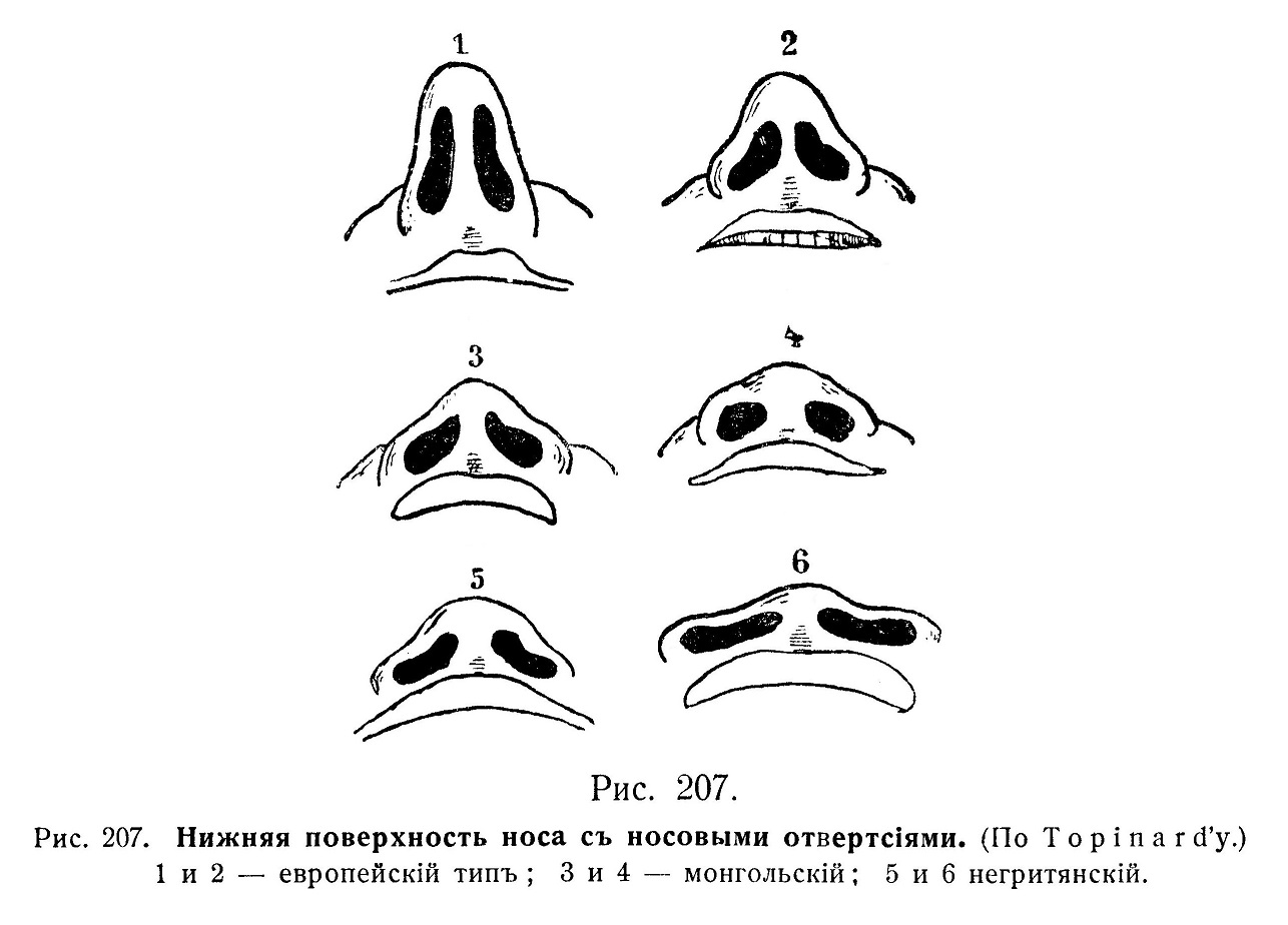 Разновидности нижней поверхность носа с носовыми отверстиями