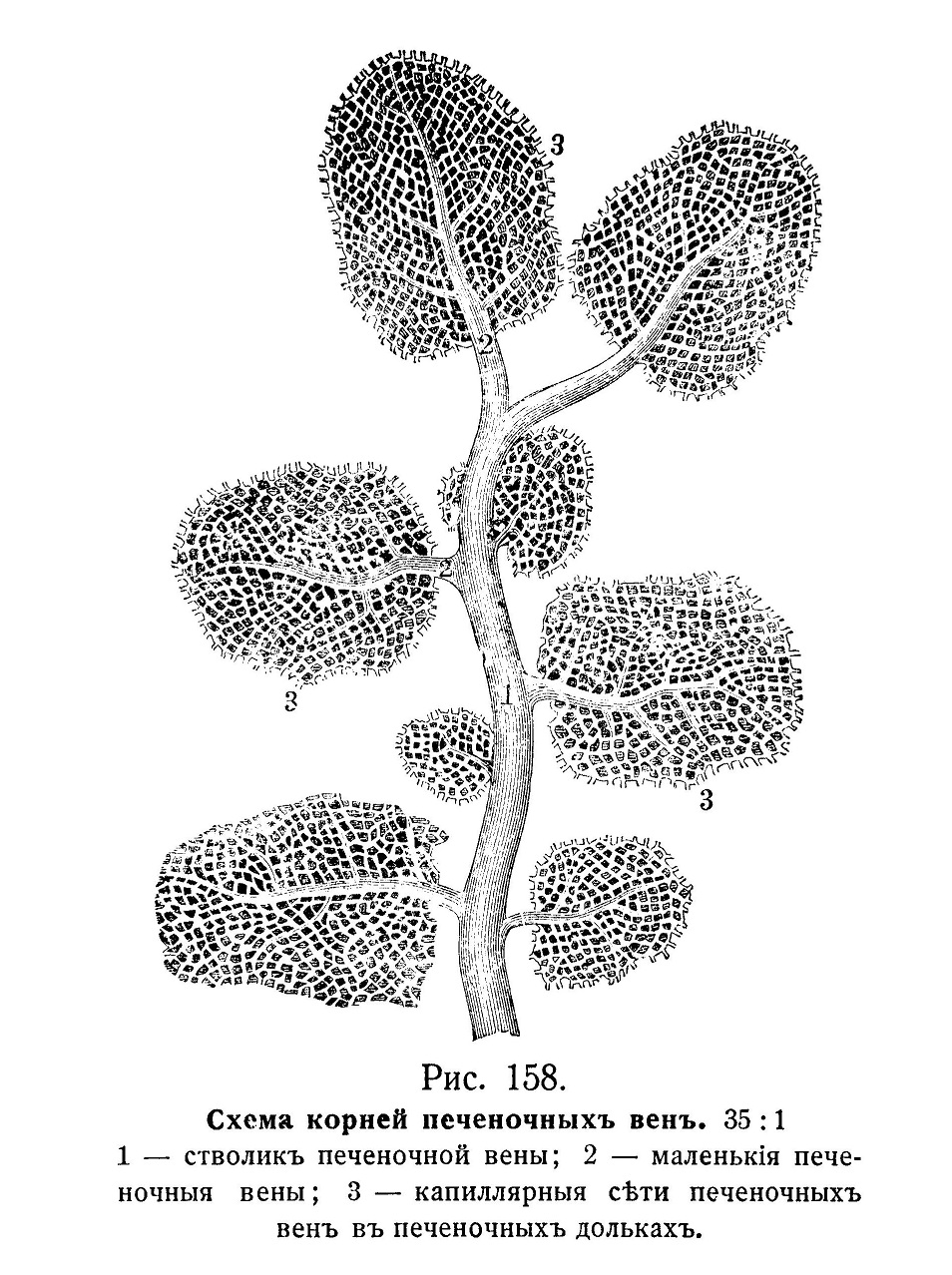 Схема корней печеночных вен