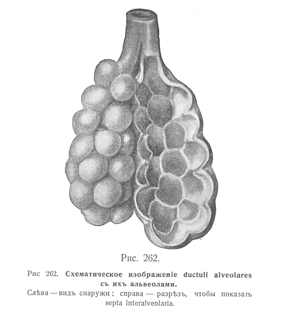 Схематическое изображение ductuli alveolares с их альвеолами.