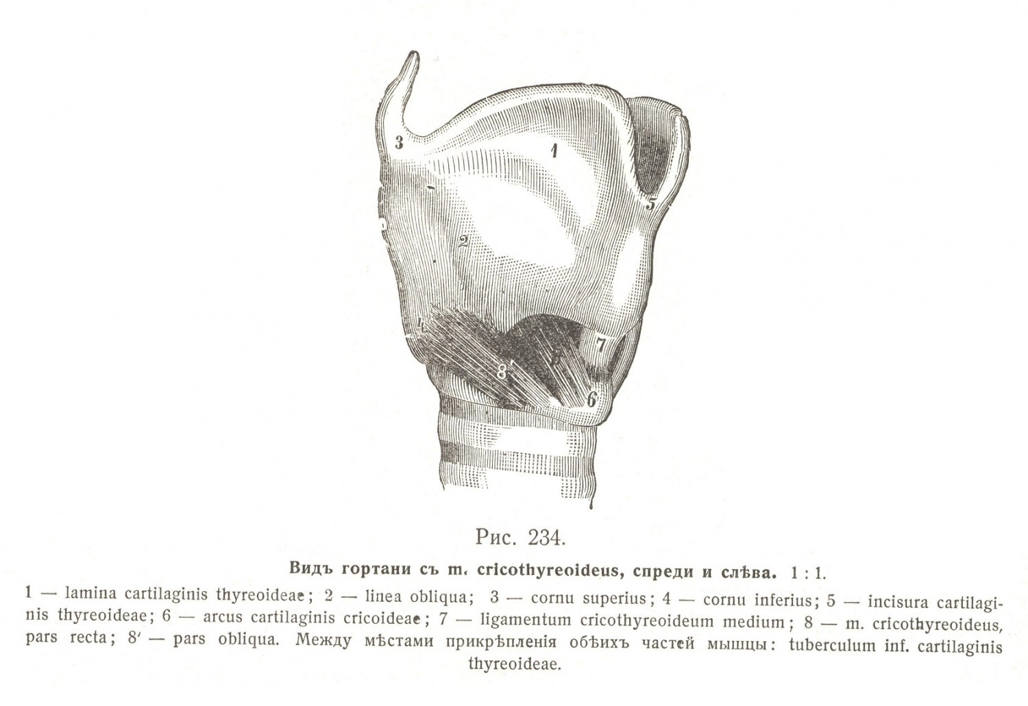 Вид гортани с М. cricothyreoideus слева и справа