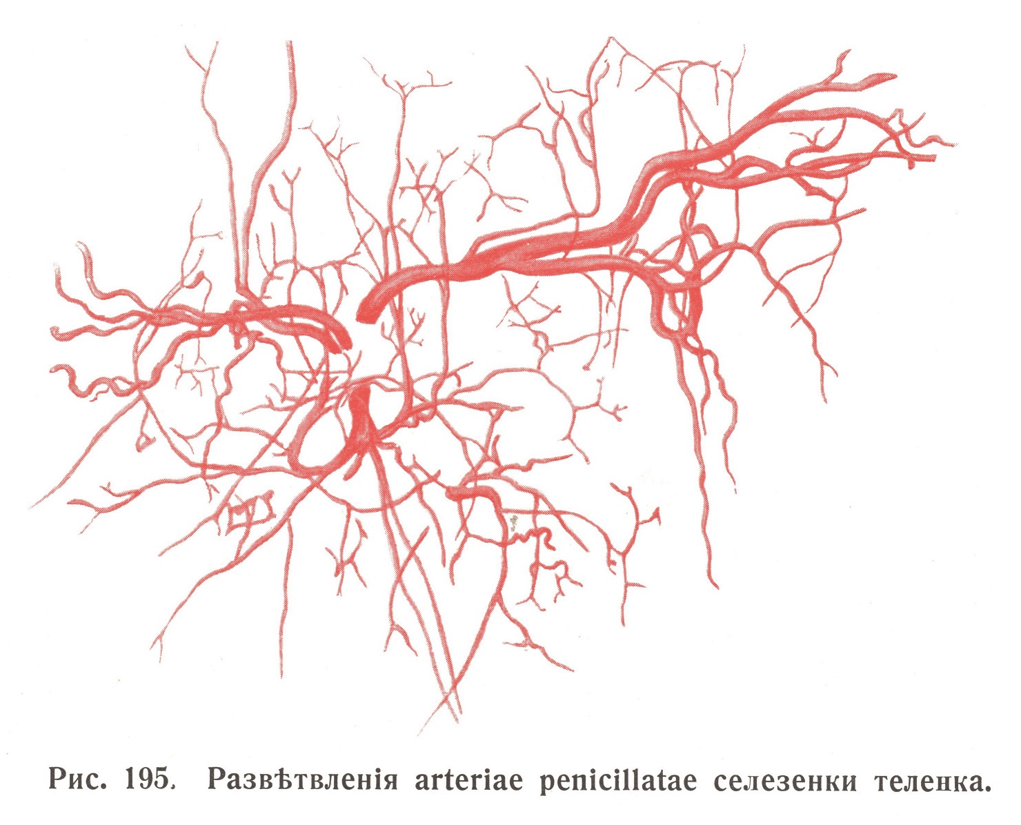 Развитие arteriae penicillatae селезенки теленка