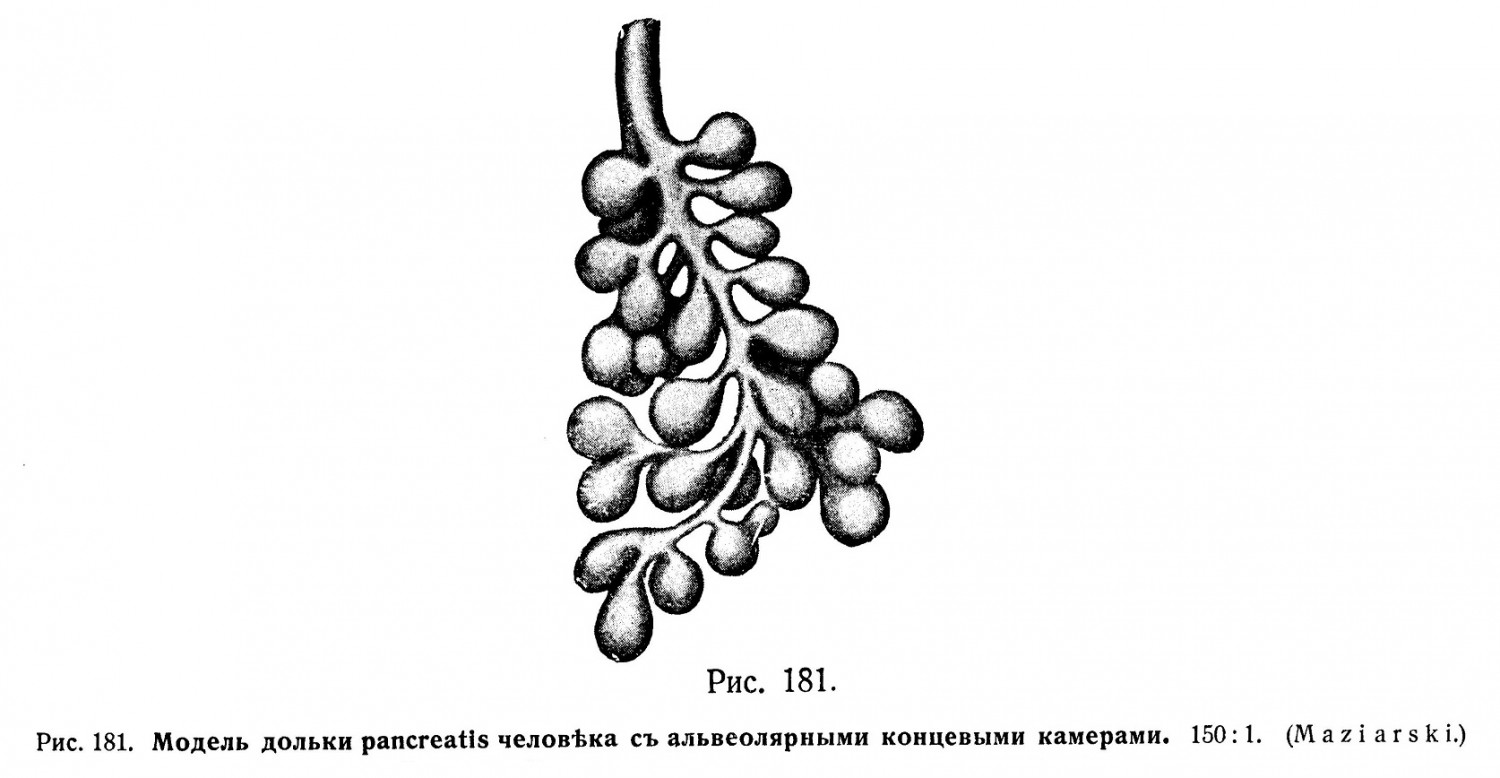 Модель дольки pancreatis человека