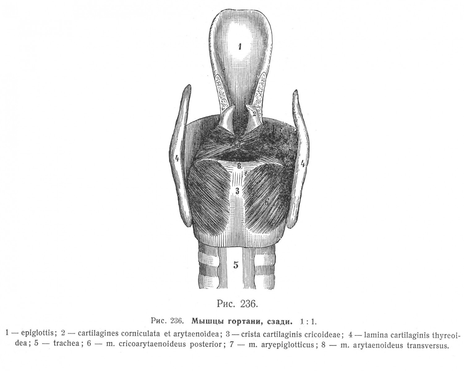 Мышцы гортани, musculi laryngis