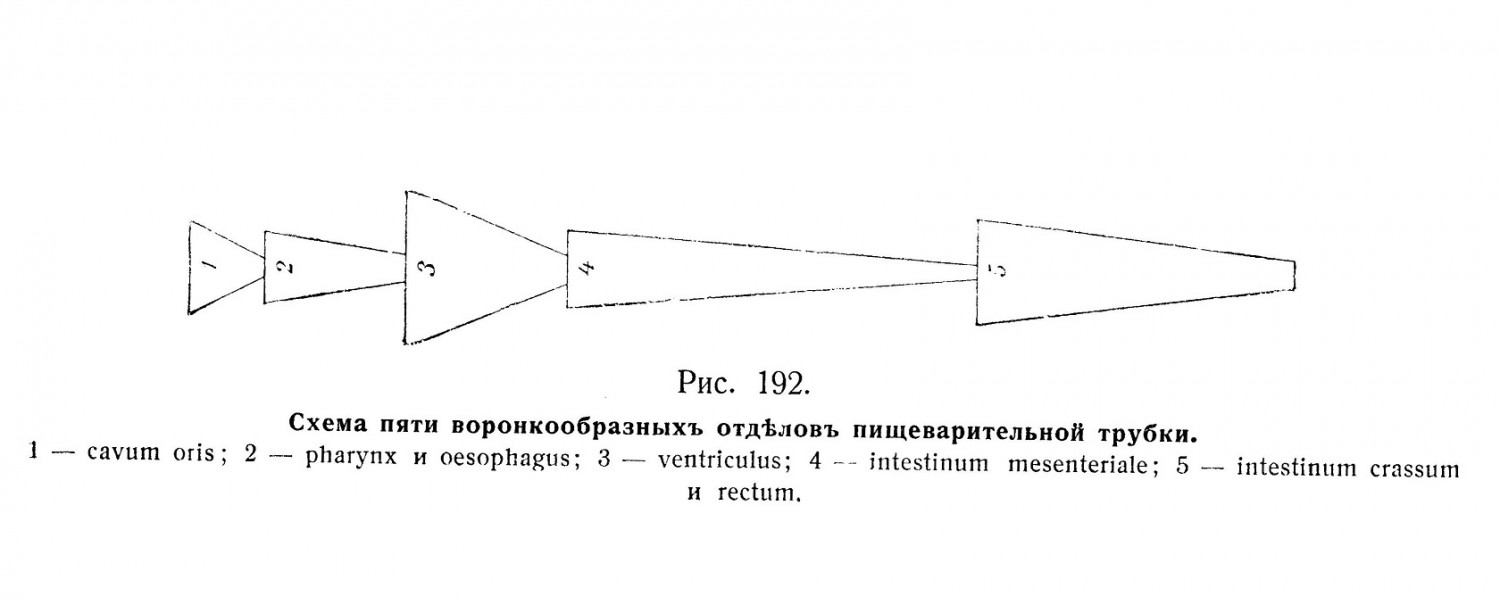Схема пяти воронкообразныхъ отдѣловъ пищеварительной трубки