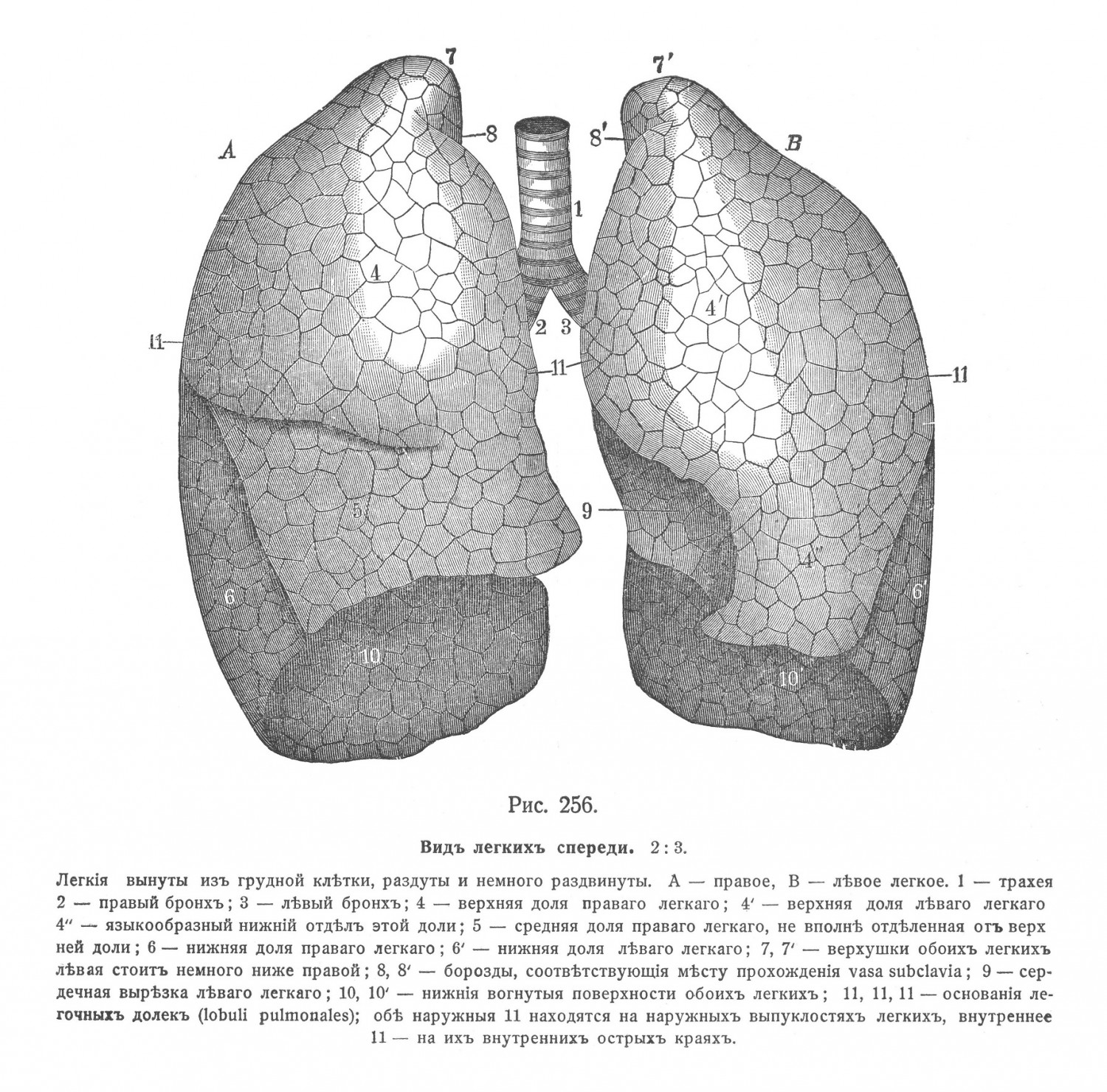 Корень легкаго, radix pulmonis