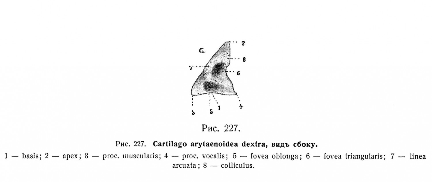 Cartilago arytaenoidea dextra, вид сбоку
