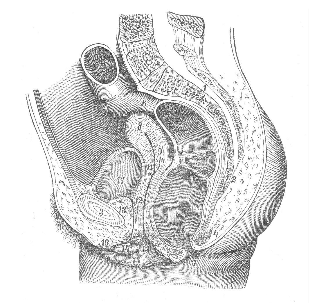 Женскіе половые органы, organa genitalia muliebria