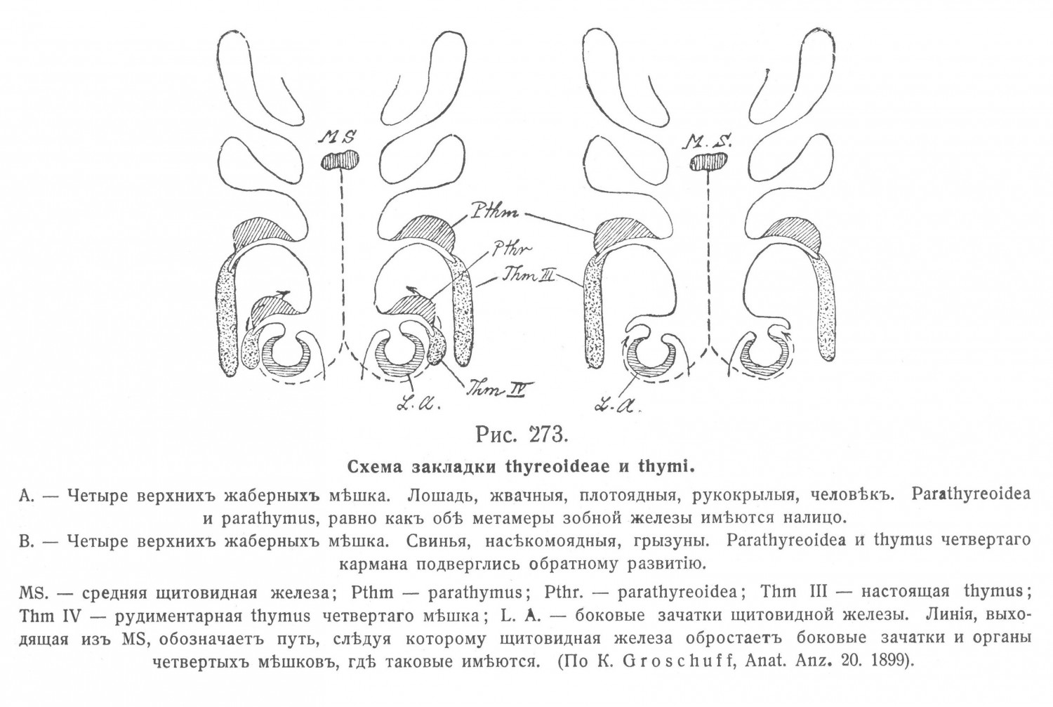Схема закладки thyreoideae и thymi
