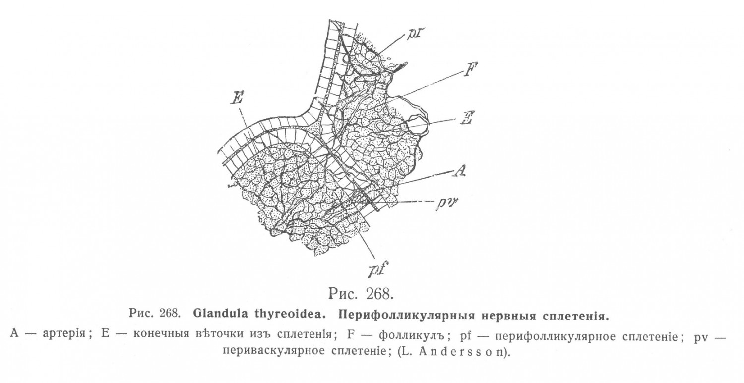 Glandula thyreoidea. Перифолликулярные нервные сплетения
