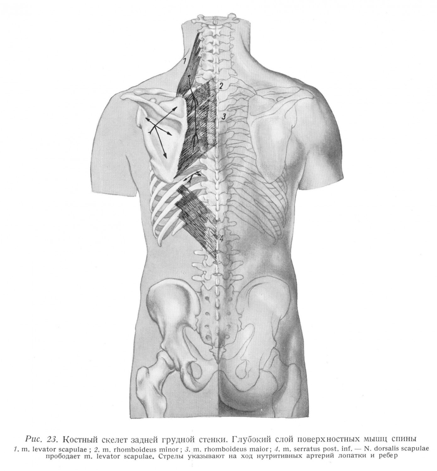 Костный скелет задней грудной стенки. Глубокий слой поверхностных мышц спины 