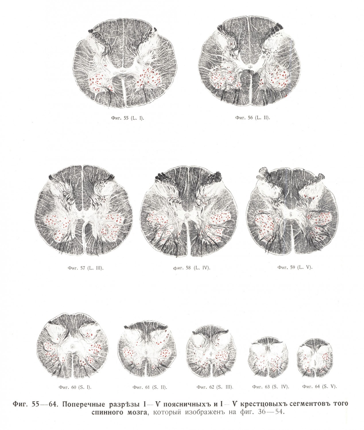Поперечные разрезы I - V поясничного и I - V крестцового сегментов спинного мозга
