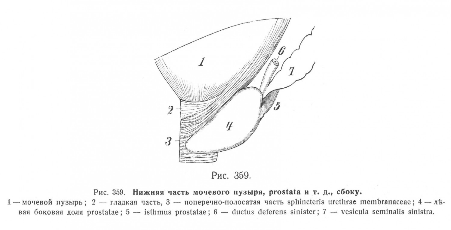Нижняя часть мочевого пузыря, prostata и т. д., сбоку