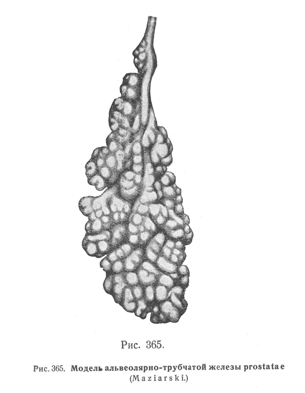 Модель альвеолярно-трубчатой железы prostatae