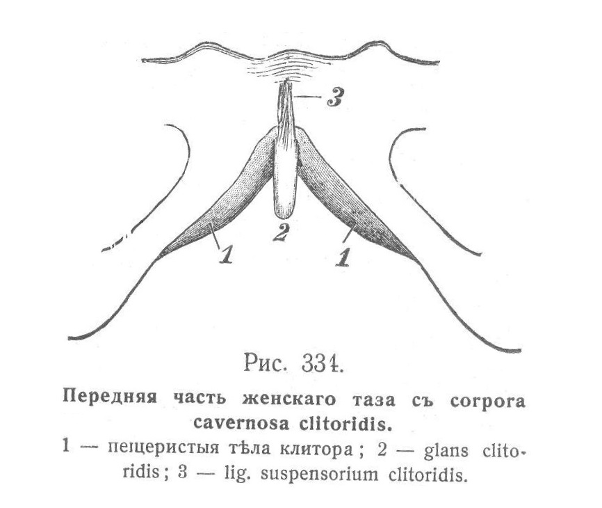 Передняя часть женского таза с corpora cavernosa clitoridis