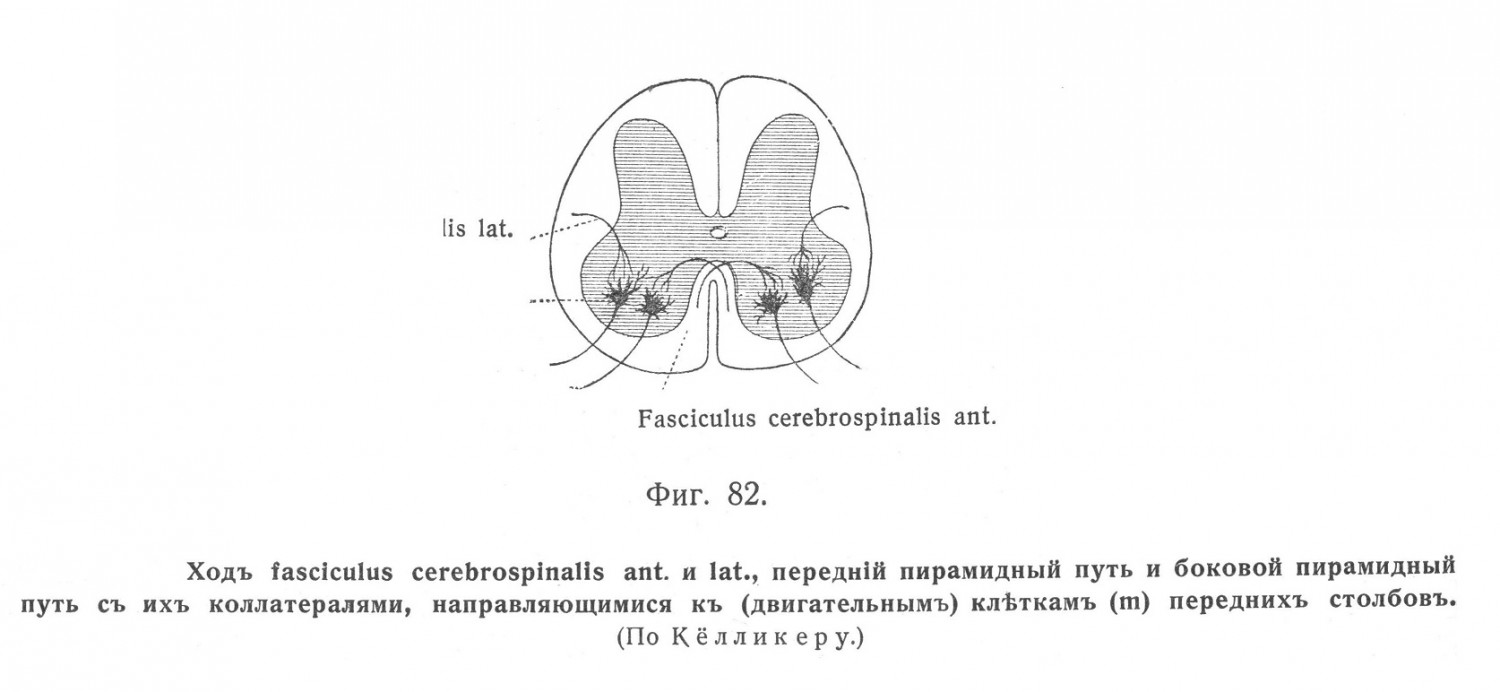 fasciculus cerebrospinalis anterior