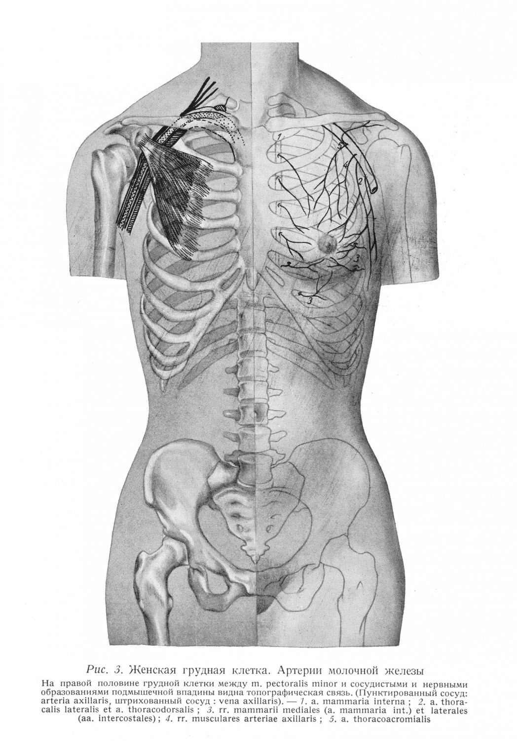 Женская грудная клетка. Артерии молочной железы