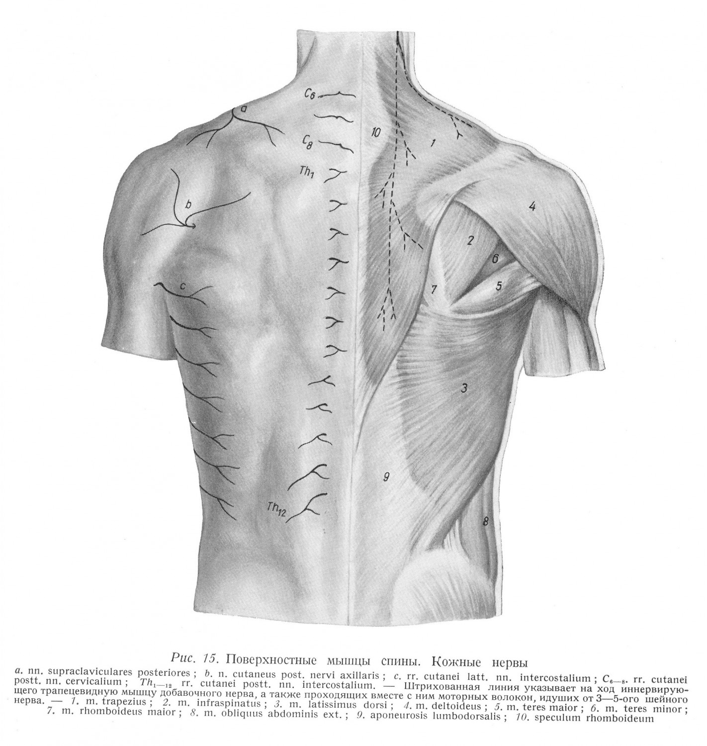 Поверхностные мышцы спины. Кожные нервы