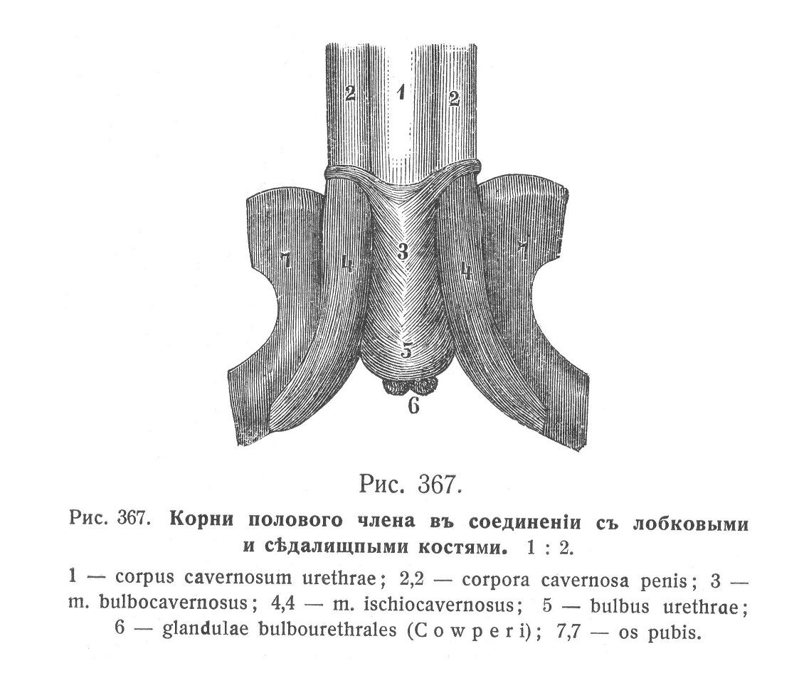Корни полового члена в соединении с лобковыми и седалищными костями
