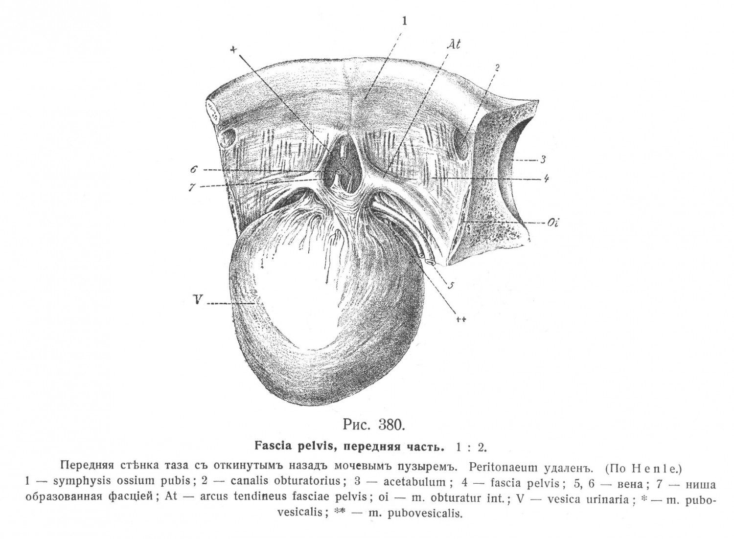 Передняя часть fasciae pelvis
