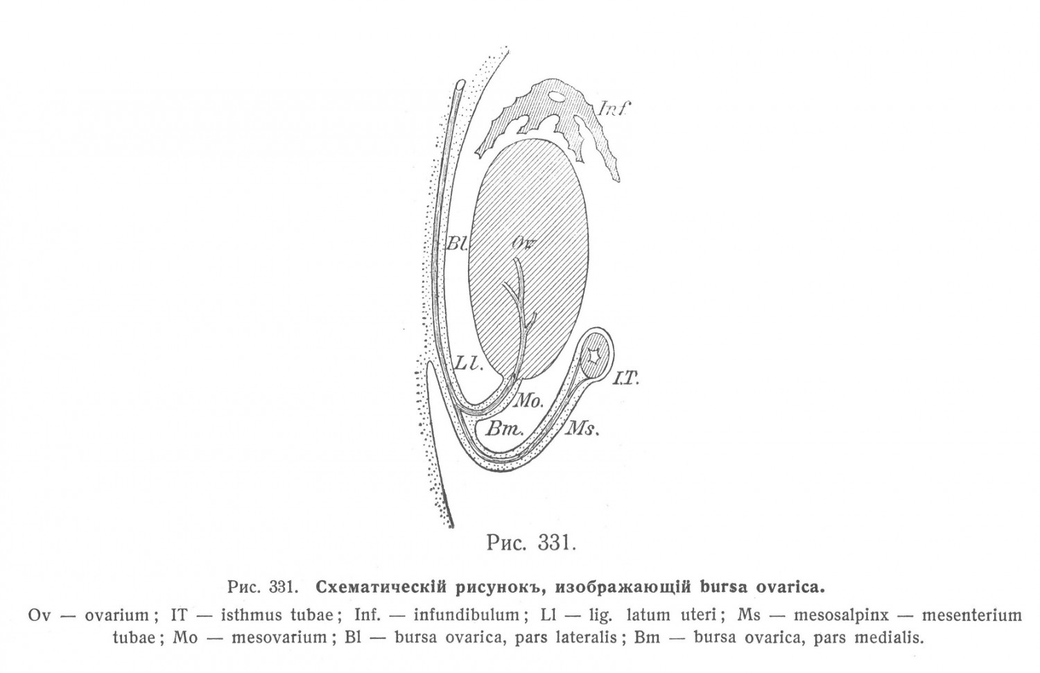Схематический рисунок, изображающей bursa ovarica