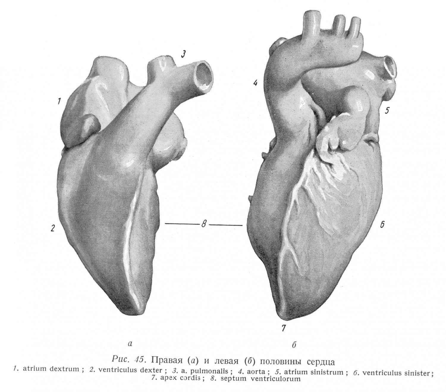 Правая и левая половины сердца