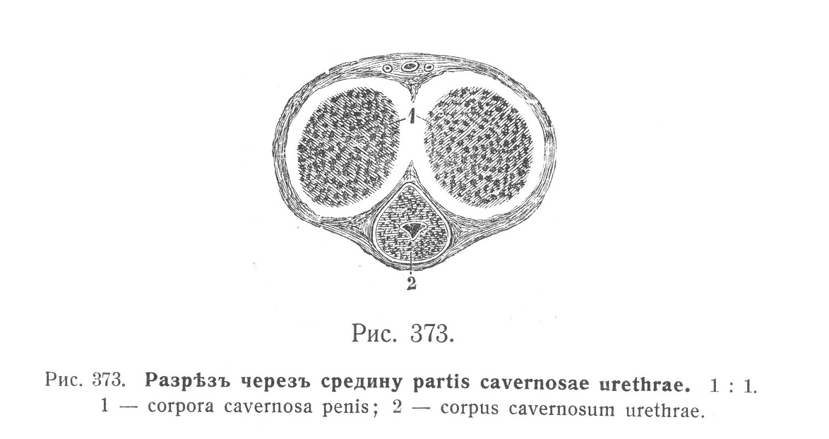 Разрез через средину partis cavernosae urethrae
