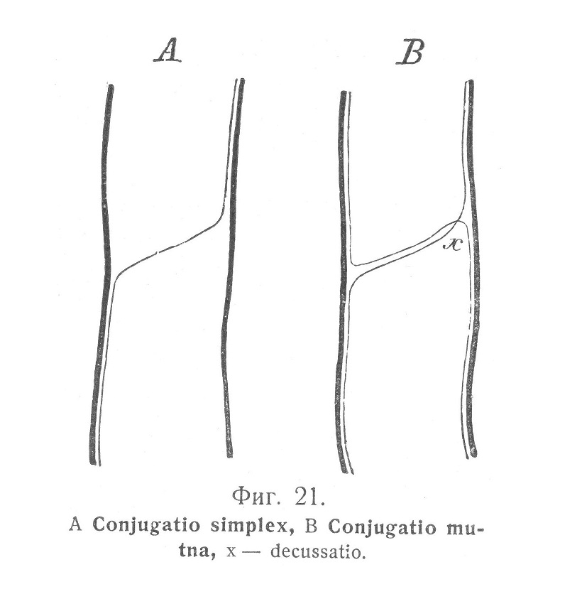 Conjugatio simplex, Conjugatio mutna, decussatio.