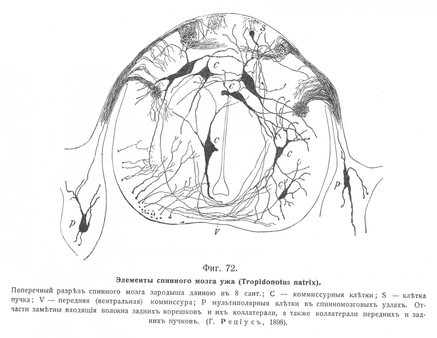 Элементы спинного мозга ужа (Tropidonotus natrix).