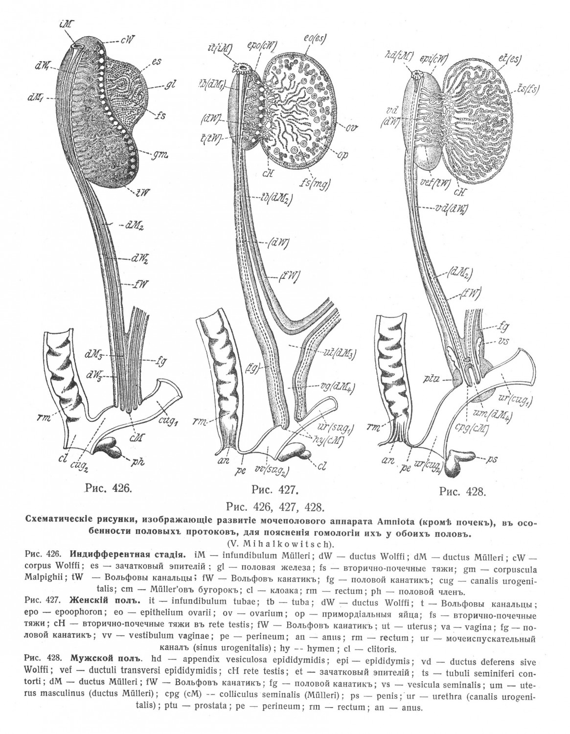 рисунки, изображающее развитие мочеполового аппарата Amniota