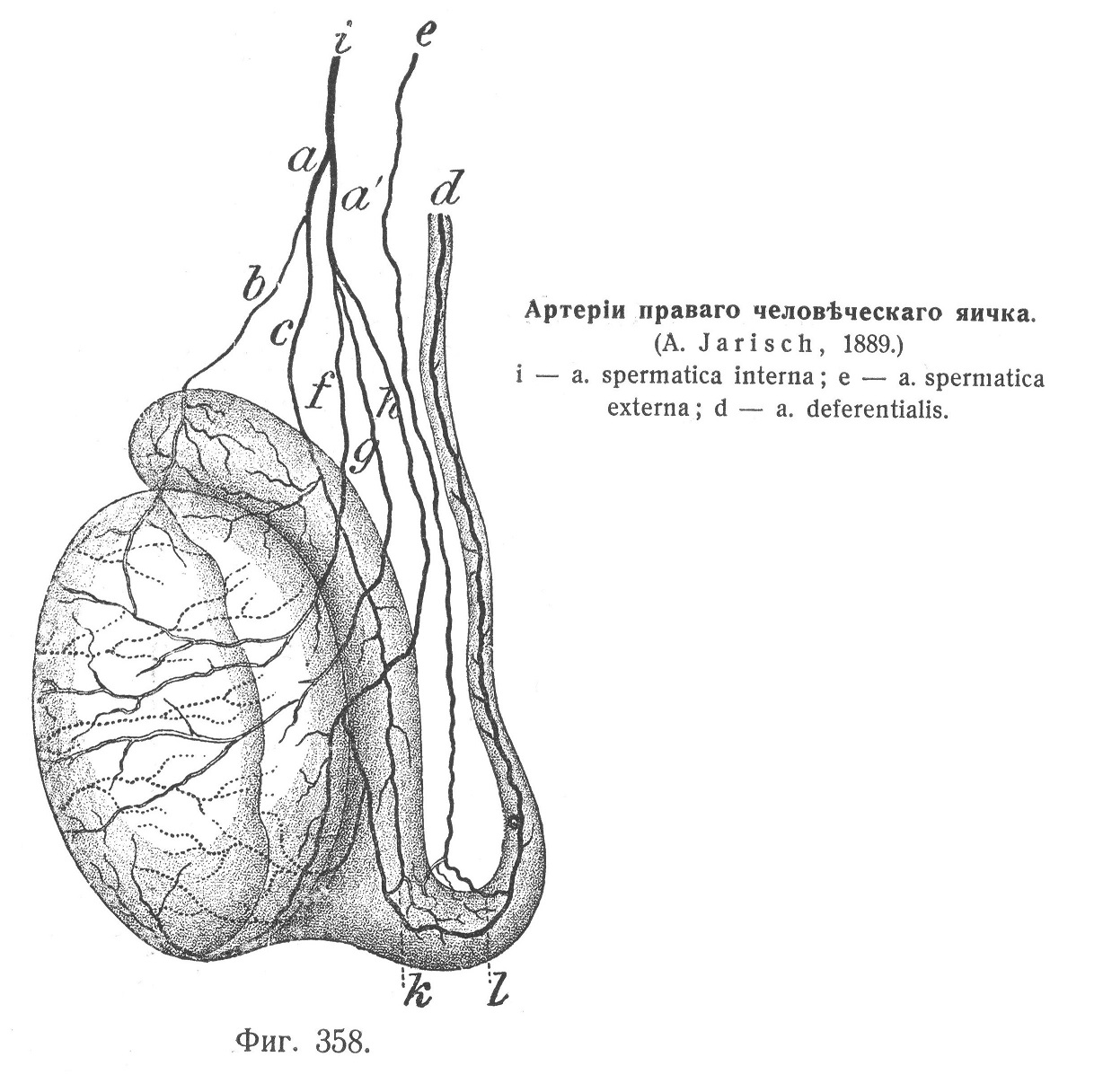 Артерии правого человеческого яичка