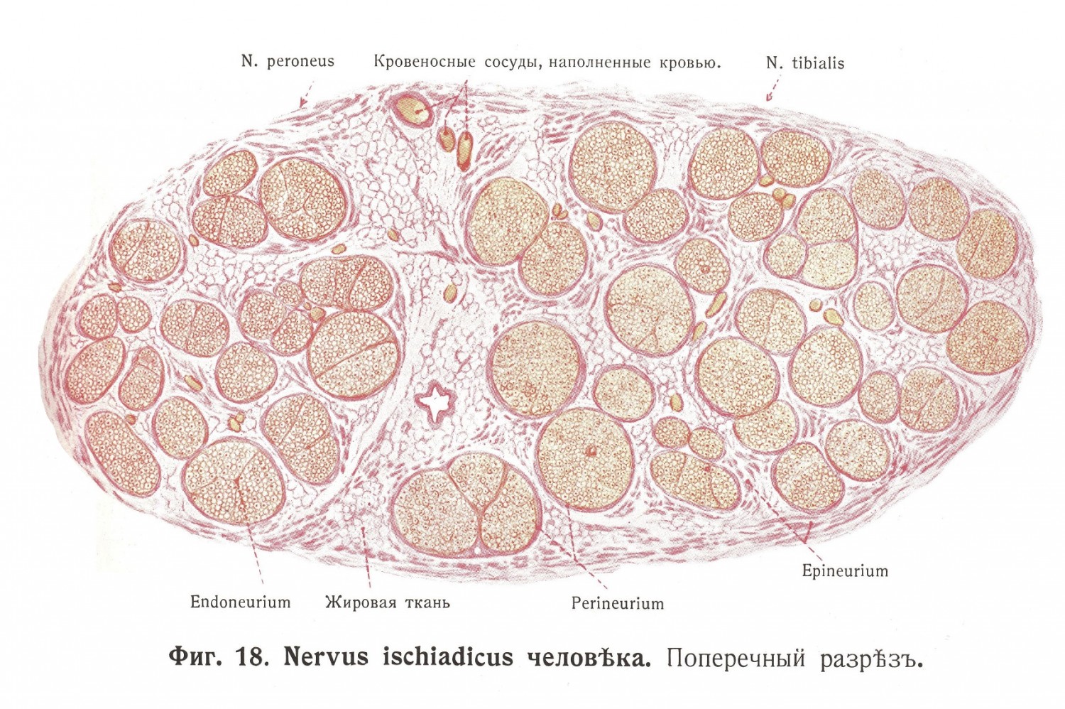 Nervus ischiadicus человека. Поперечный разрез