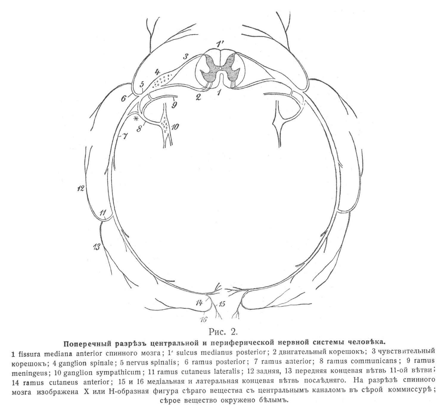 Поперечный разрез центральной и периферической нервной системы человека