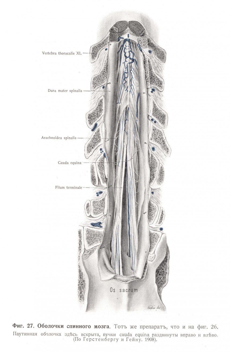 Оболочки спинного мозга