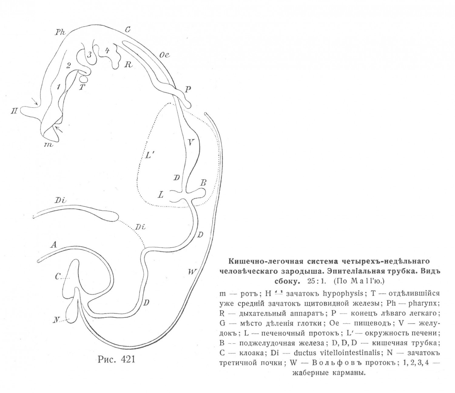 Кишечно-легочная система четырех недельного человеческого зародыша