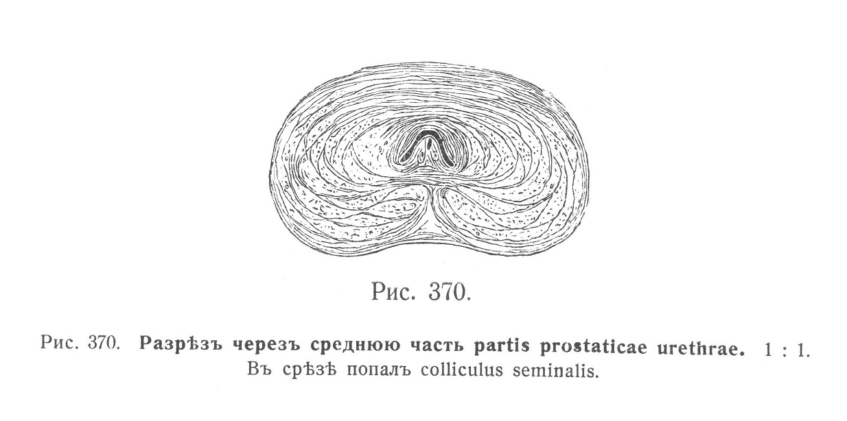 Разрез через среднюю часть partis prostaticae urethrae.