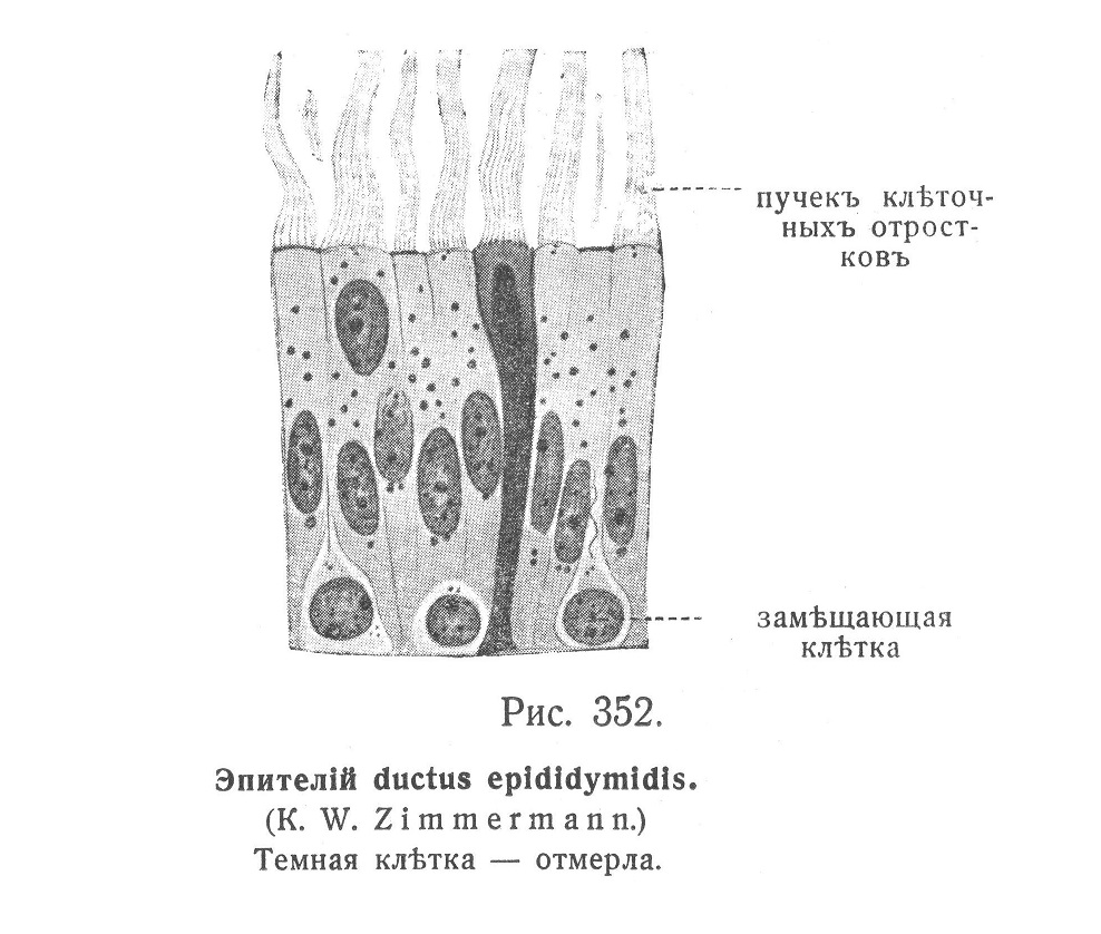 Эпителий ductus epididymidis