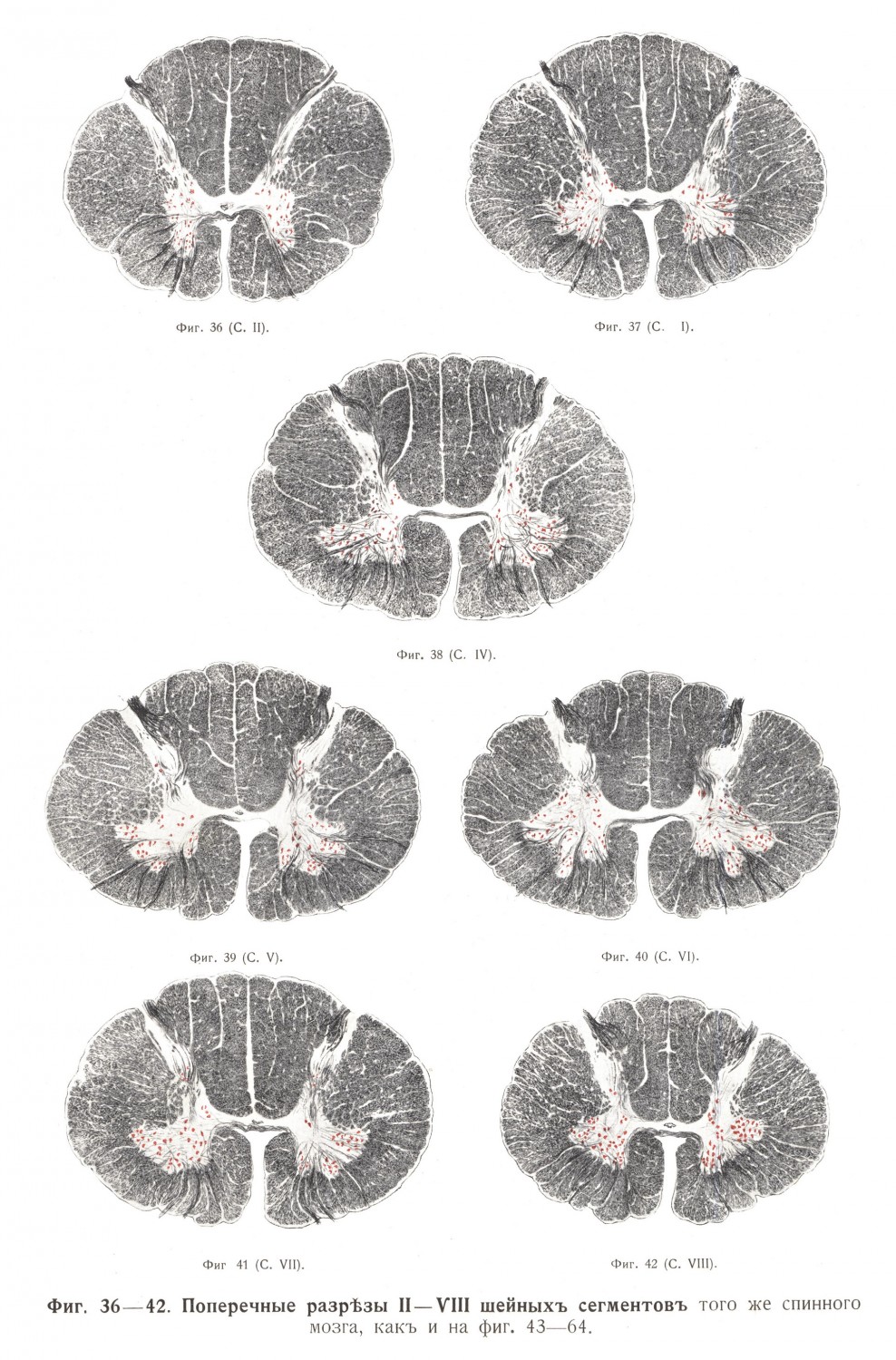 Поперечный разрез II - VIII шейных сегментов спинного мозга