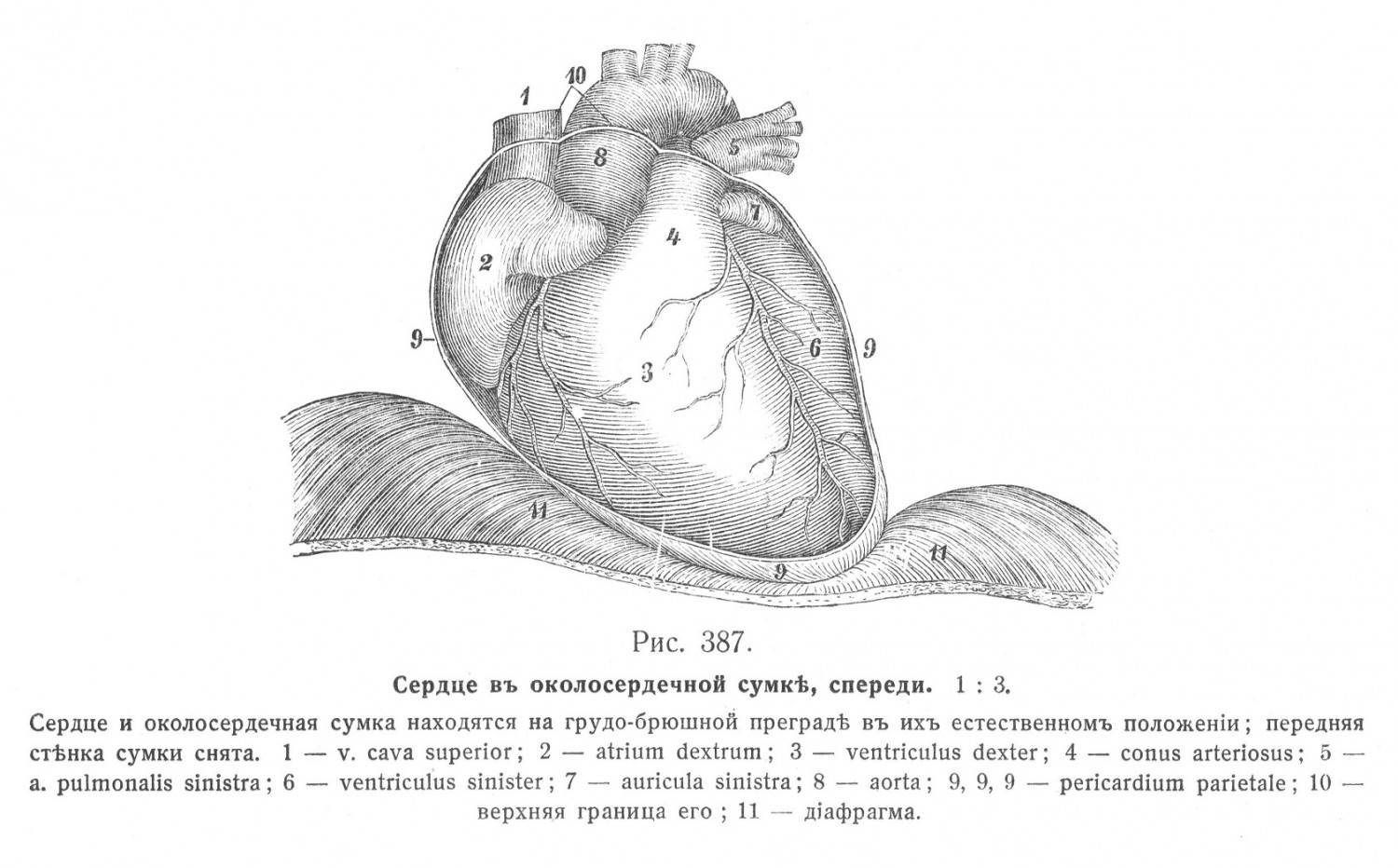 Сердце в околосердечной сумке, спереди